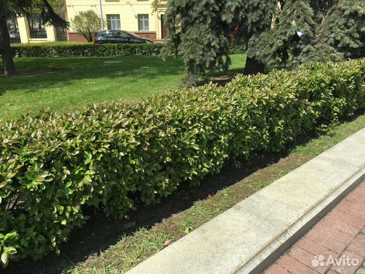 Кизильник блестящий для живой изгороди