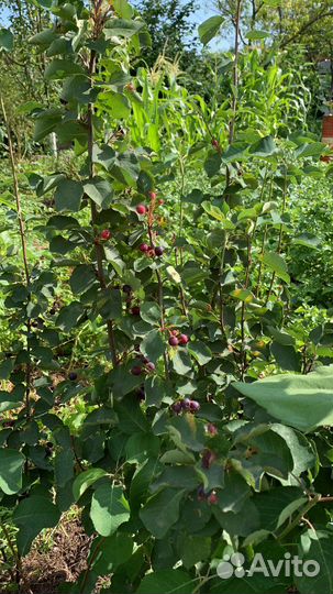 Ирга саженцы