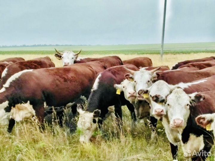 Нетели племенные 200 гол., казахская белоголовая