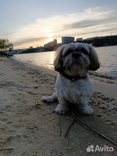 Вязка собак ши-тцу