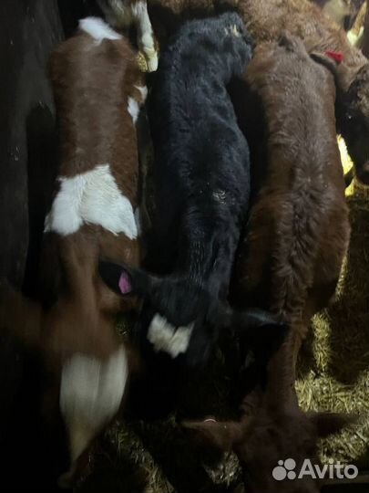 Телята бычки племенные с доставкой