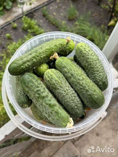 Огурцы свежие домашние