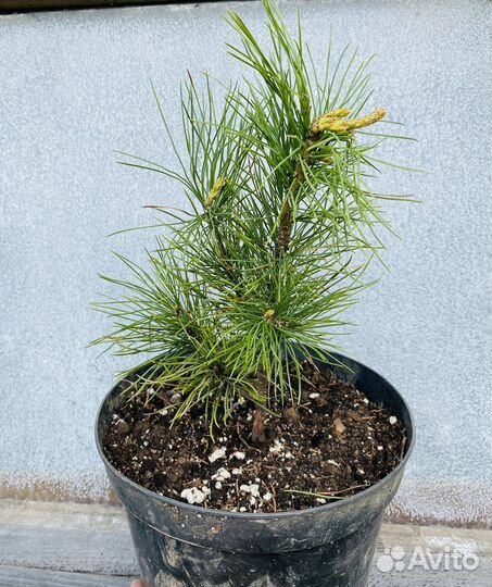 Кедр Сибирский