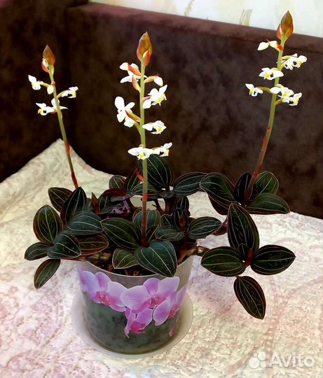 Драгоценная орхидея (Лудизия)