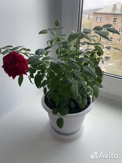 Роза комнатная