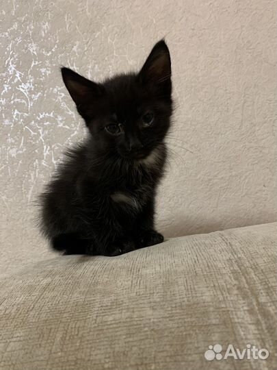 Черный котенок