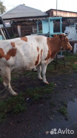 Коровы дойные молочные