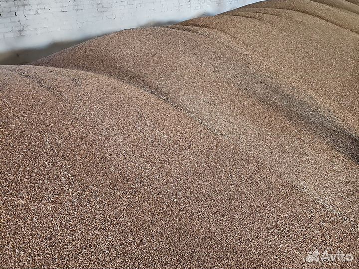 Семена Озимой Пшеницы эс