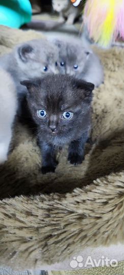 Шотландские котята
