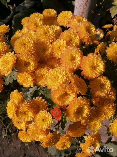 Хризантемы мультифлора