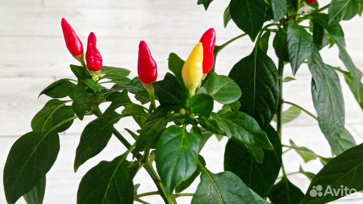 Перец комнатный острый