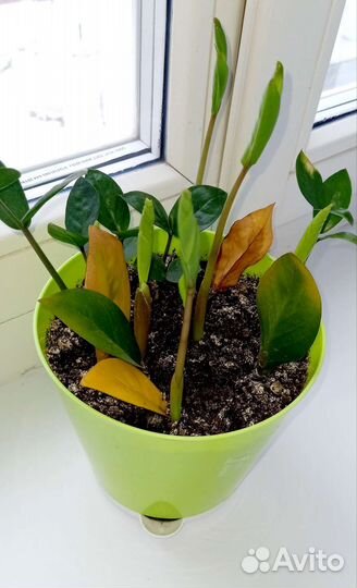 Замиокулькас