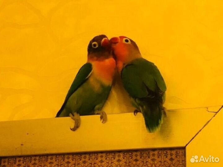 Неразлучники с клеткой