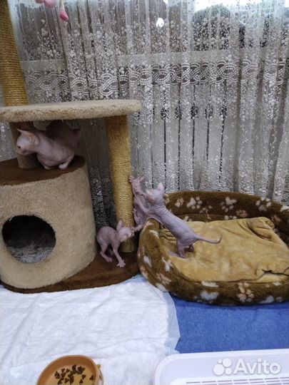 Донской сфинкс