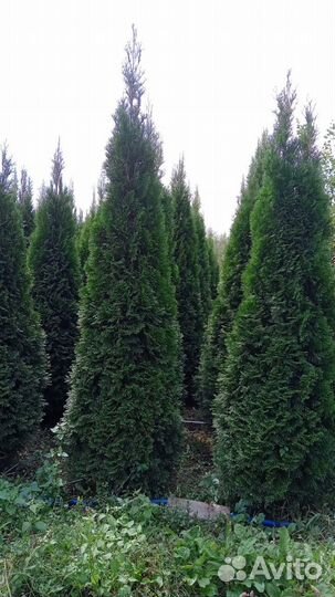 Шикарные туи оптом из питомника