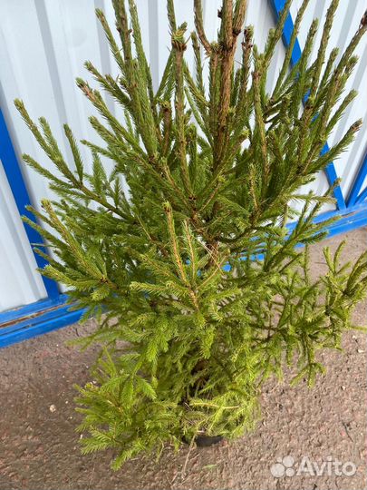 Елка в горшке