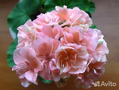 Пеларгония герань