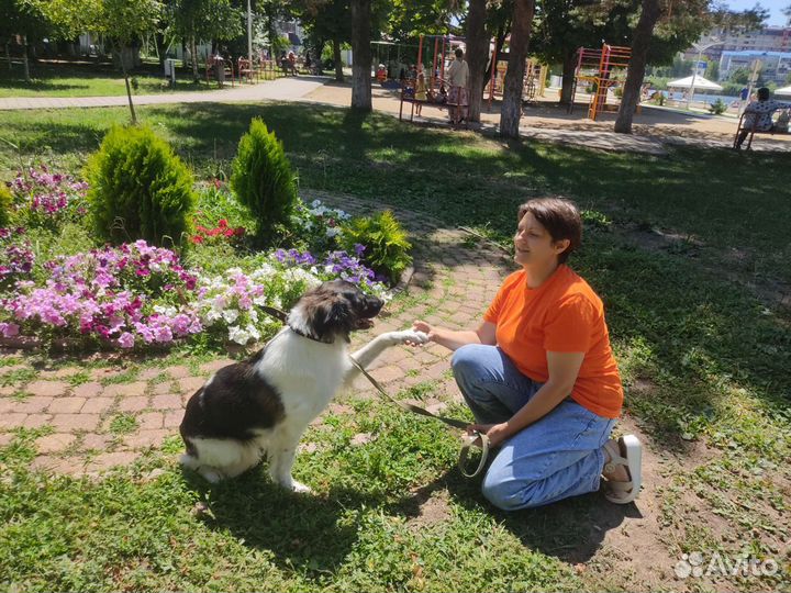 Анфиса собака-терапевт