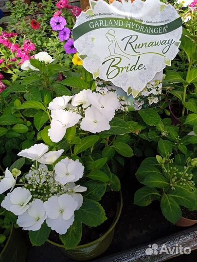 Гортензия ампельная