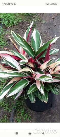 Строманта триколор