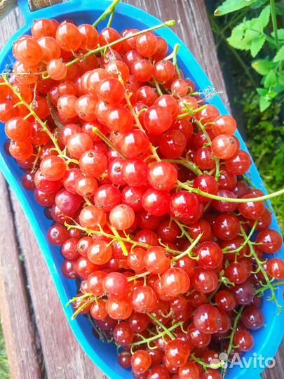 Саженец красной смородины