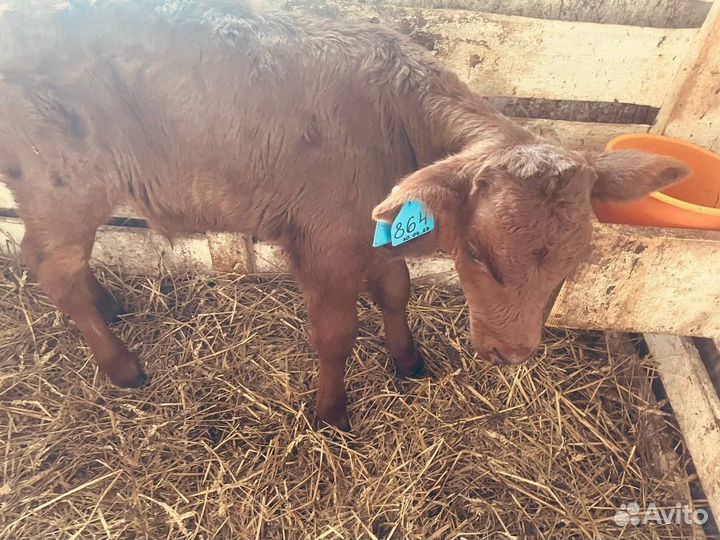 Телята бычки телки быстрая доставка