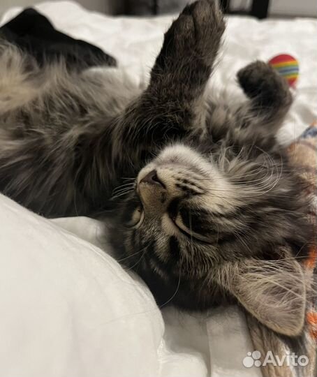 Котенок Мейн-кун