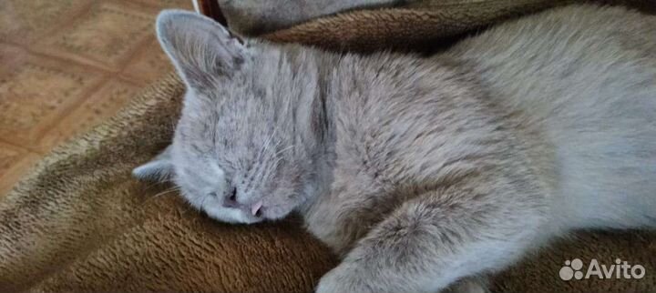 Отдам кошечку