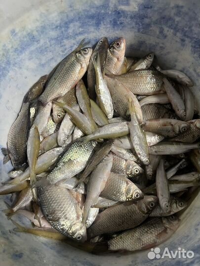 Рыбный отход, корм для птиц, кур