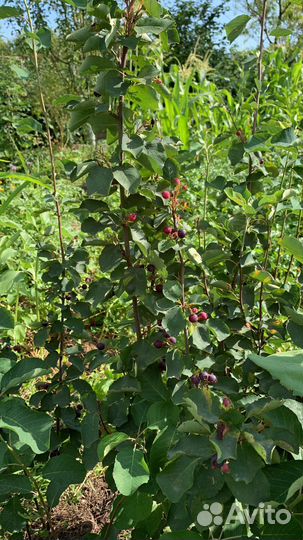 Ирга саженцы