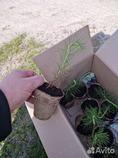 Саженцы ели зкс опт