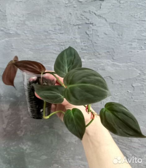 Сциндапсус, эпипремнум, Филодендрон ампельные ч. 2