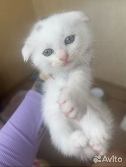 Котята вислоухие