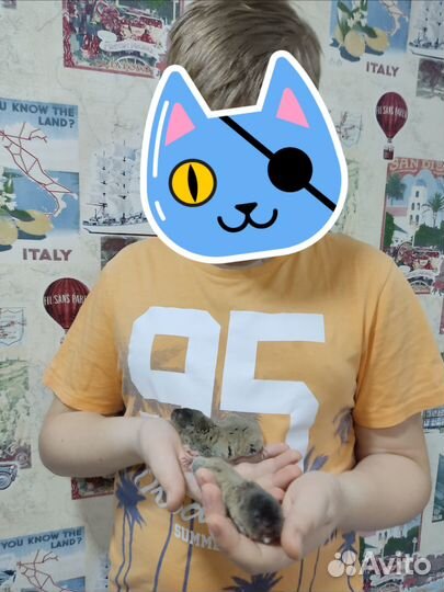 Восточная слепушонка. Грызун. Мини бобрик