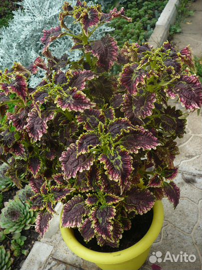 Колеусы вегетативные