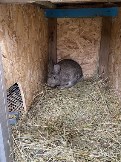 Продам кроликов