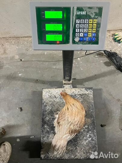 Куры молодки