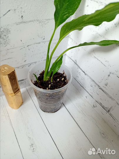 Спатифиллум Домино