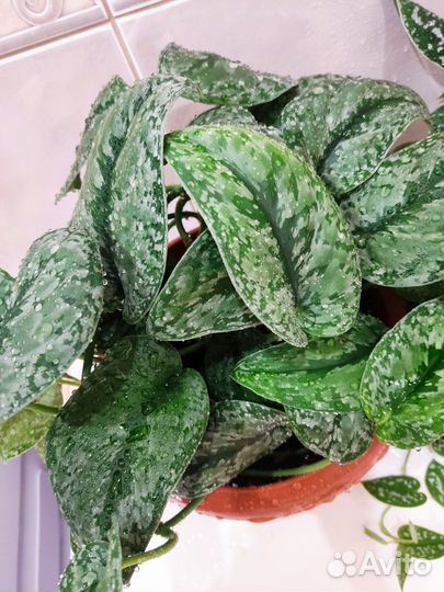 Сциндапсус Сильвер сплеш