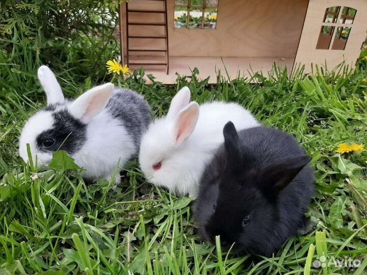 Кролики разные