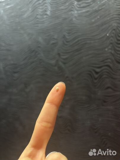 Козявка лечебная