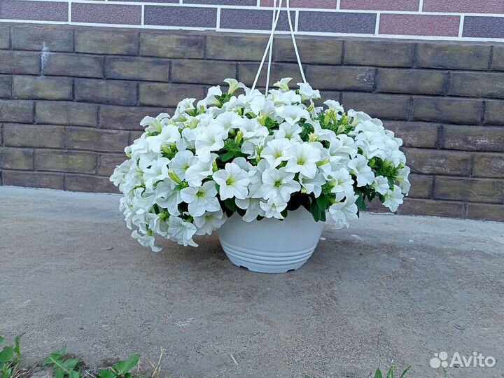 Петуния ампельная