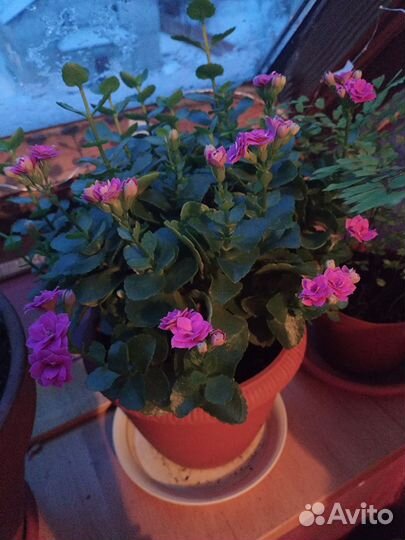 Каланхоэ цветущий