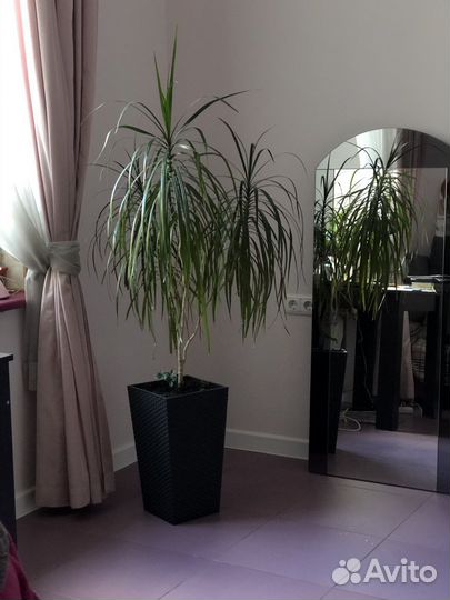 Драцена большая