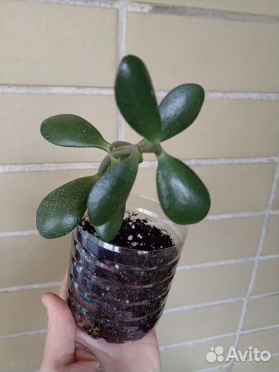 Денежное дерево толстянка