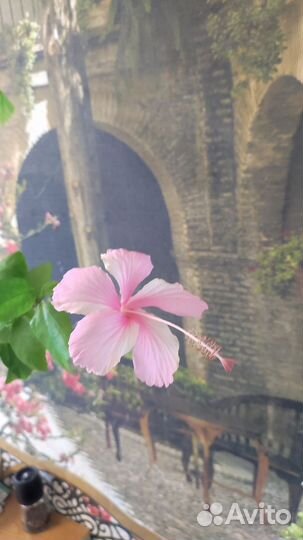 Сортовые гибискусы