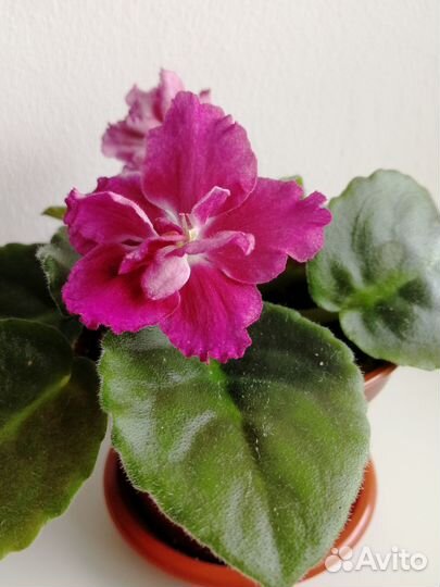 Цветущие сортовые сенполии