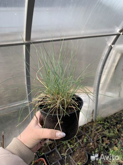 Многолетники для сада