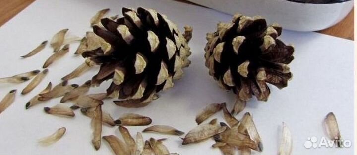 Семена сосны обыкновенной