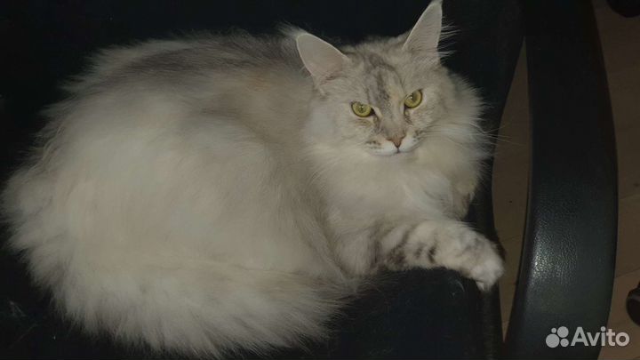 Майн Кун в добрые руки